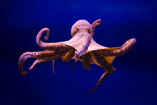 Актуальная ссылка на кракен kraken014 com